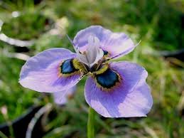 Image result for Moraea niassensis