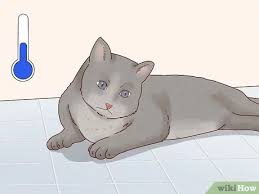 Kedilerde Ates Nasil Dusurulur 12 Adim Resimlerle Wikihow