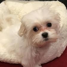 Check spelling or type a new query. Maltese Puppy For Sale Mini Maltese Puppies For Sale Maltese For Sale Maltese Puppies For Sale Near Me Maltese Dog For Sale Purebred Maltese Puppies For Sale Maltese Puppies Online Teacup