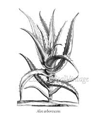 Antique Botanical Prints Black And White Black And White Print Succulent Print Aloe Print Etsy In 2020 Succulents Prints Antique Botanical Print Succulent Art