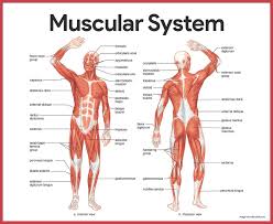 Covering upper limb, lower limb, head, back, and abdominal muscles through a series of muscular system quizzes. Pin On Muscular System