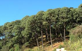 Image result for Scleria patula