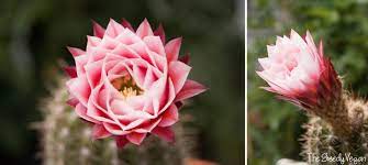 Limit the amount of water the plant receives in november. How To Grow Cacti How To Get A Cactus To Flower The Greedy Vegan