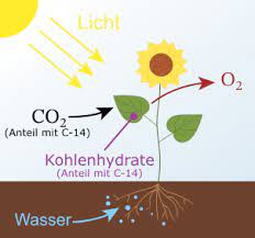 Radiometric dating methods detect beta particles from the decay of carbon 14 atoms while accelerator mass spectrometers count the number of carbon 14 atoms present in the sample. Altersbestimmung Mit Der Radiocarbonmethode Leifiphysik