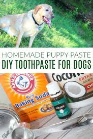 Diy Toothpaste For Dogs Recipe Dog Toothpaste Diy Toothpaste Homemade Dog Toothpaste
