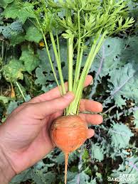 This is to keep up with the energy requirements of the tomato plant, especially during the fruiting stage. Growing Carrots In Containers An Easy Way To Grow Carrots Anywhere