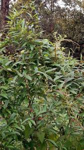 Image result for Xenostegia alatipes