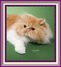 I have been breeding luxury kittens for 17 years! Retired Persian Show Cats Purrtopia Persian Exotics