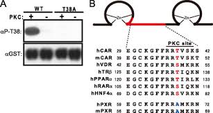 We did not find results for: Dephosphorylation Of Threonine 38 Is Required For Nuclear Translocation And Activation Of Human Xenobiotic Receptor Car Nr1i3 Journal Of Biological Chemistry