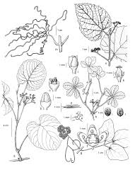 Image result for Vitaceae