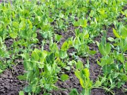 These bacteria use the plant to draw nitrogen from the air, then convert and store the nitrogen in the plant's. Garden Soil Inoculants Tips On Using Pea And Bean Inoculants In Your Garden