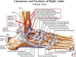 Studies have demonstrated the promise of applications of hydroxyapatite nanocomposites in augmenting tendon. Ankle Tendon Diagram Ankle Ligament Anatomy Choice Image Human Anatomy Learning Ligaments And Tendons Ankle Tendonitis Foot Anatomy