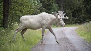 In sweden, the average life expectancy is 82 years (80 years for men. Meet One Of Ontario S Most Elusive Residents The White Moose Tvo Org
