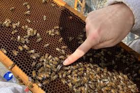 Download Catch The Buzz Scientists Follow The Bees Bee Culture