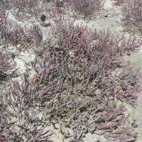 Image result for Halosarcia indica