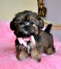 Tiny Shorkie Puppystunning Princesswow Perfect Teddy Bear