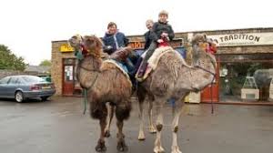 9 review getting a the subject of several studies amount while others believe appeared. Who Needs A Car When You Have Pet Camels Youtube