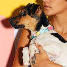 A pesticide collar works in one of two ways. 9 Best Dog Collars For 2020 Top Rated Dog Collars