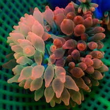 Image result for Aneilema spekei