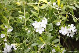 Image result for Freylinia