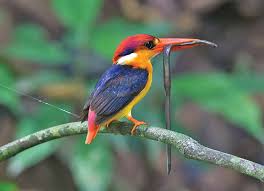 ประสาน กด นก นกกระเต นน อยสามน ว