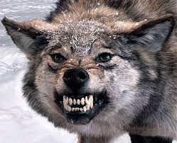 Kizgin Kurt Angry Animals Wolf Dog Angry Wolf