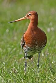 Image result for Limosella capensis