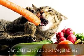 This has been studied extensively by the poor kitty was just resting or eating, minding her own business, when all of a sudden, something invaded her space. Can Cats Eat Fruit And Vegetables Cat World