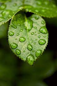 Your Standard Droplets By Kevin Davila On 500px Water Droplets Photography Leaf Photography Water Photography
