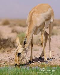 Pin By Aida Kabiri On آهو Animals Gazelle Photo