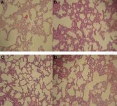 Image result for Flabellaria paniculata