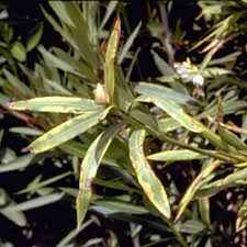 Image result for xylella fastidiosa oleander symptoms