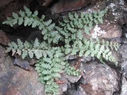 Image result for Asplenium smedsii
