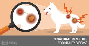 Signs of urinary bladder cancer are sometimes confused with a kidney or urinary tract infection. Kidney Disease Why Natural Treatments Are Best Dogs Naturally