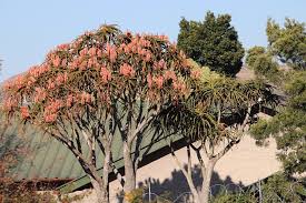 Image result for Aloidendron barberae