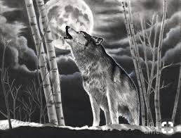 How to draw a wolf howling at moon best picture of how to draw a realistic wolf howling at the moon wolf howling at moon wolf howling wolf drawing easy. A Edward Cullen Twilight Love Story Wolf Howling At Moon Wolf Howling At The Moon Drawing Moon Drawing