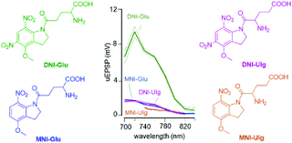 Karamánné dr pakai annamária, dr farkas péter imre. High Efficiency Two Photon Uncaging Coupled By The Correction Of Spontaneous Hydrolysis Organic Biomolecular Chemistry Rsc Publishing