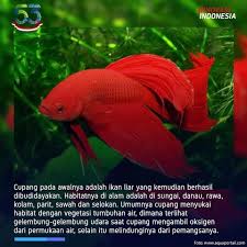 Beberapa jenis ikan cupang memiliki. Lipi Di Masa Pandemi Tren Memelihara Ikan Cupang Hias Facebook