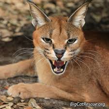 My Friends' Hunting Guide, Has A Caracal As A Pet. : R/Mildlyinteresting