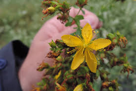 Image result for Hypericum scioanum