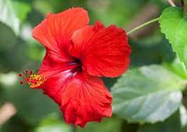 9 Best Hibiscus Flower Remedies To Control Hair Loss And Hair Fall Hibiscus Red Hair Rinse Hibiscus Flowers