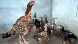 $120 (hauula) pic hide this posting restore restore this posting. Bangalore Rooster Sales What Sapp 8123525699 By Girish Das