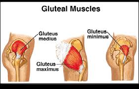 Learn vocabulary, terms and more with flashcards, games and other study tools. The Gluteus Muscle You Don T Know About Young Athlete Hub