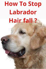 How To Stop Labrador Hair Fall Fall Hair Labrador Labrador Shedding