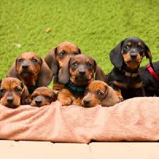 Image result for jezevčík hladkosrstý