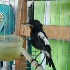 Cara merawat burung decu tangkapan alam liar agar cepat jinak dan gacor. Jual Burung Decu Jantan Jakarta Timur Arra Bird Shop Tokopedia