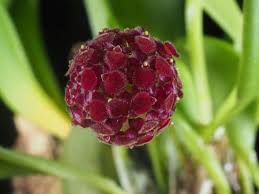 Image result for Hypertelis umbellata