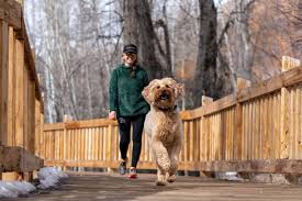 Our diy dog washes have plenty of room for you and your dog to manoeuvre, and the water's always nice and warm. High Country Diy Cbd Dog Treats From Kitchen Toke Aspentimes Com