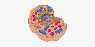 Smooth endoplasmic reticulum, mitochondria, golgi bodies, lysosomes. Animal Cell Diagram Animal Cell Model Unlabeled Png Image Transparent Png Free Download On Seekpng