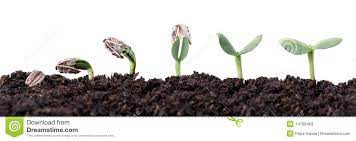Sunflower Seed Germination Different Stages Seed Germination Germination Sunflower Seeds